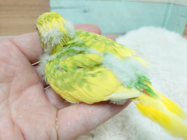 セキセイインコ