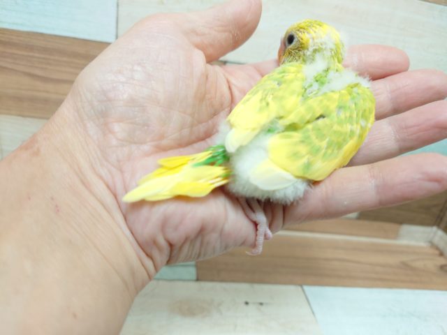 柑橘系のカラーです! セキセイインコ スパングルパイド~~ セキセイインコ
