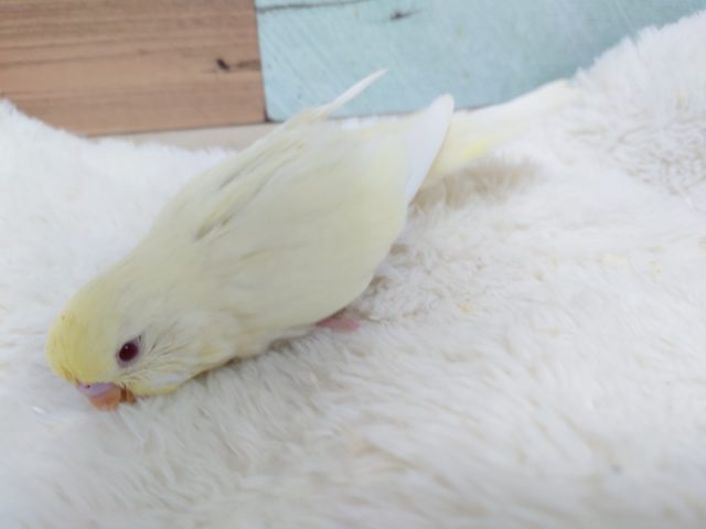 ジャンボセキセイインコ