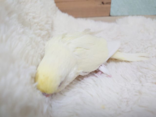 ジャンボセキセイインコ