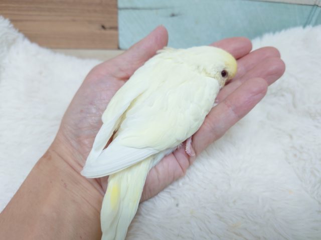ジャンボセキセイインコ