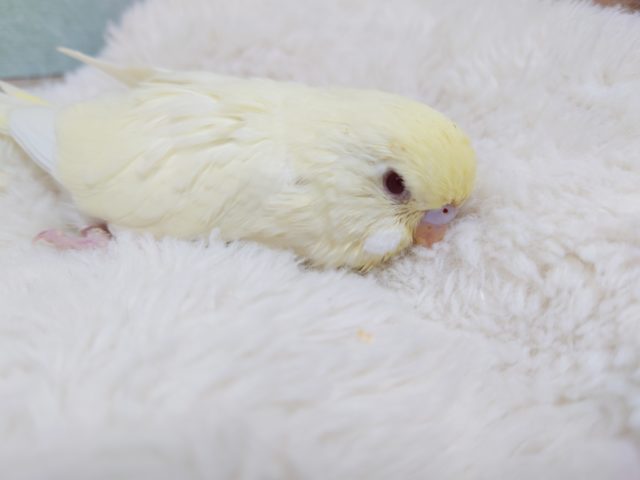 ジャンボセキセイインコ