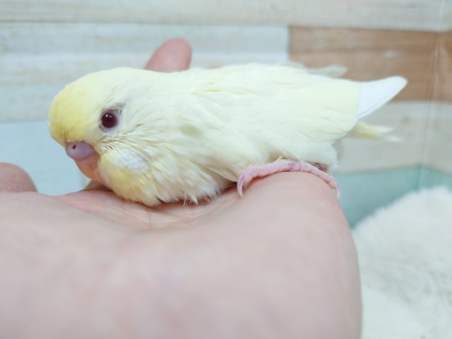 ジャンボセキセイインコ