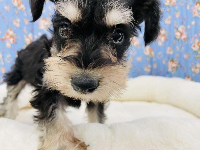 ミニチュアシュナウザー