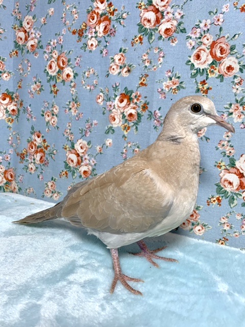 ジュズカケバト