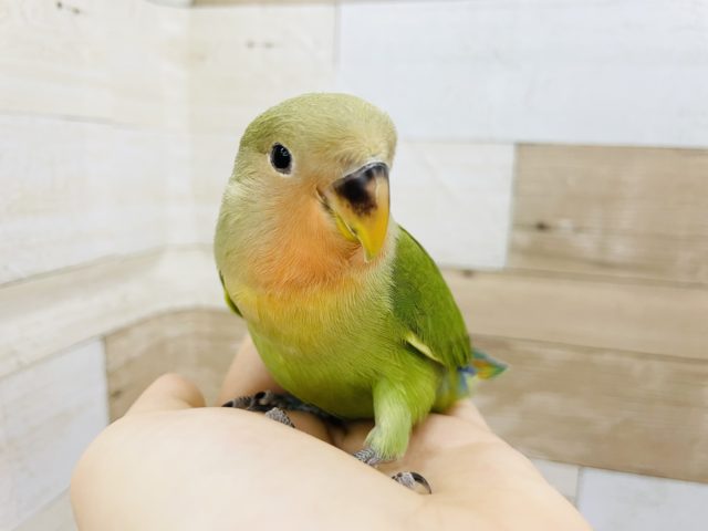 コザクラインコ（小桜インコ）