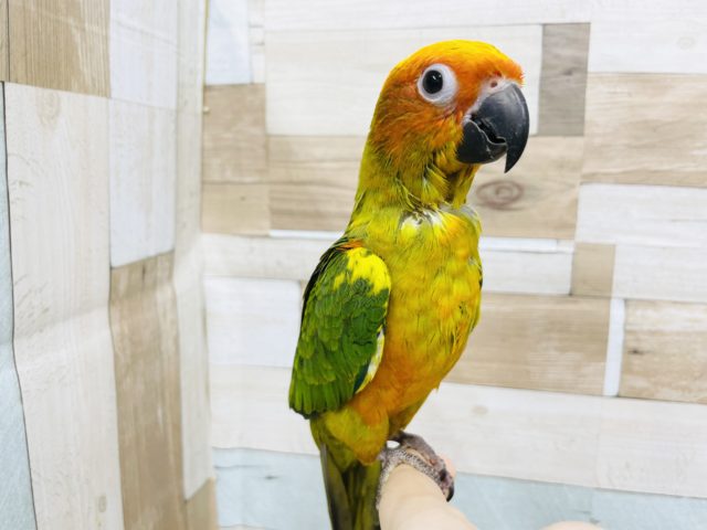 コガネメキシコインコ