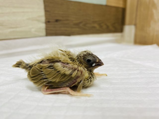 錦花鳥（キンカチョウ）