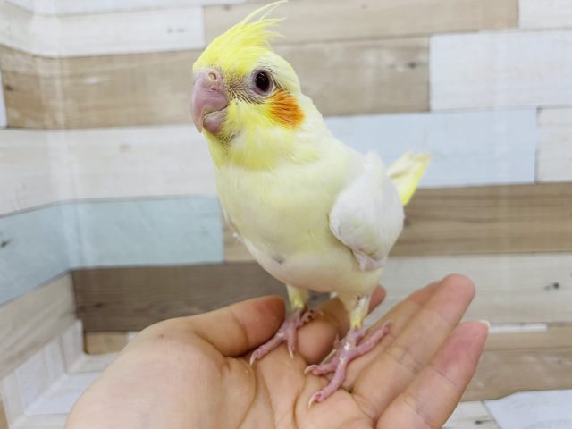 オカメインコ