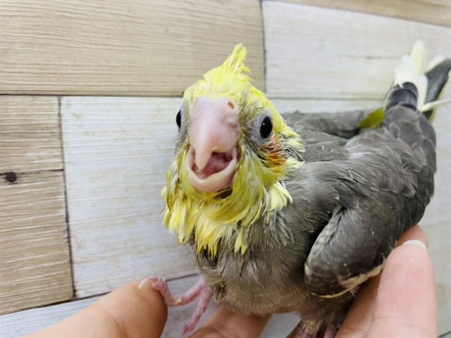 オカメインコ