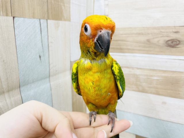 コガネメキシコインコ