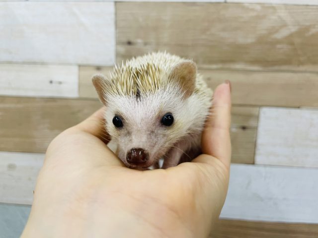 ハリネズミ（ヨツユビハリネズミ）