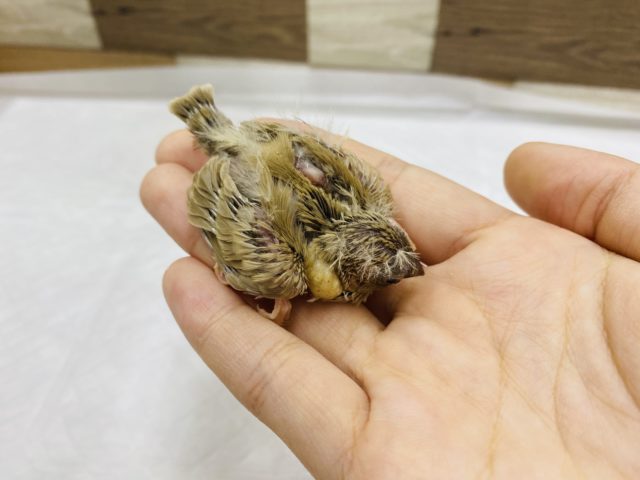 錦花鳥（キンカチョウ）