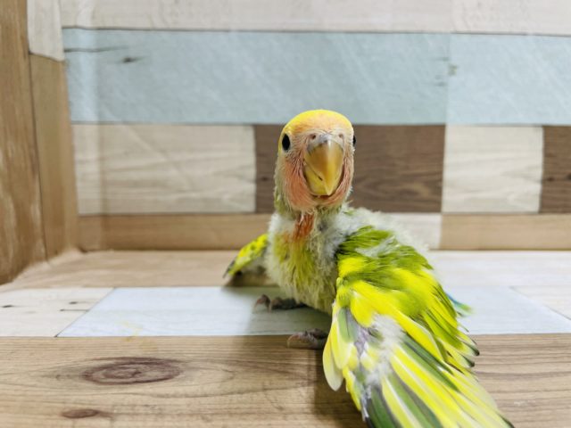 コザクラインコ（小桜インコ）