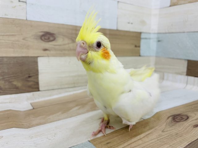 オカメインコ