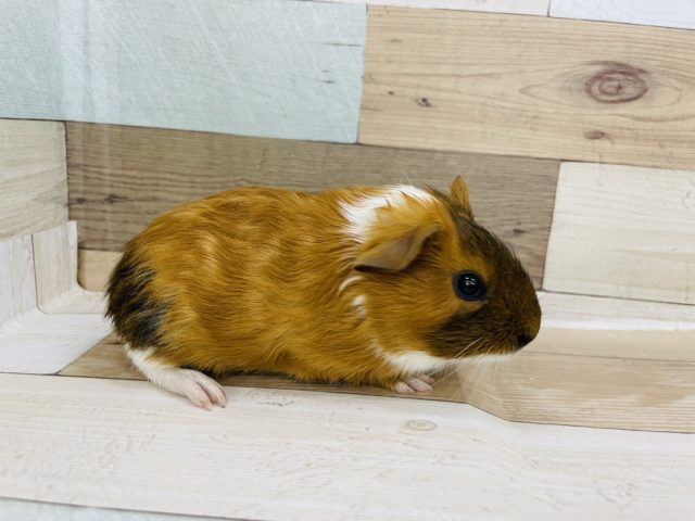 イングリッシュモルモット