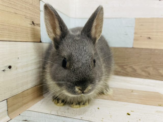 ネザーランドドワーフ