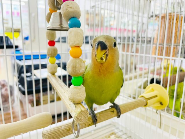 コザクラインコ（小桜インコ）
