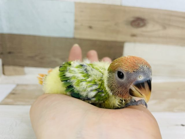 コザクラインコ（小桜インコ）