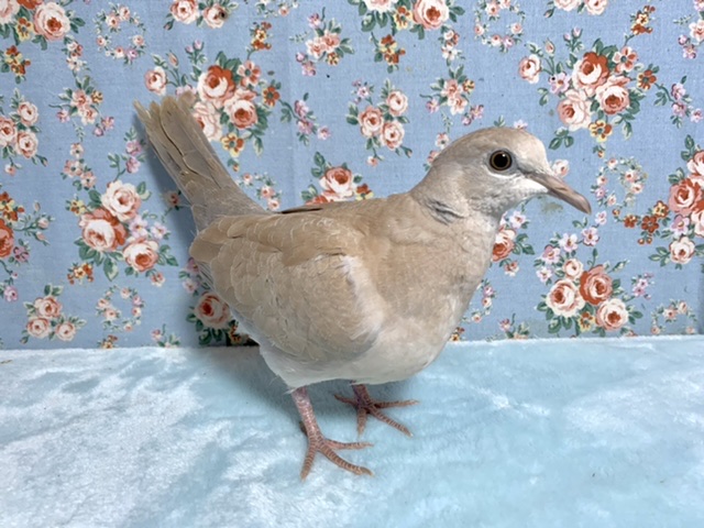 ジュズカケバト