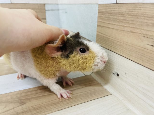 ウェアウルフ（スキニーギニアピッグ）