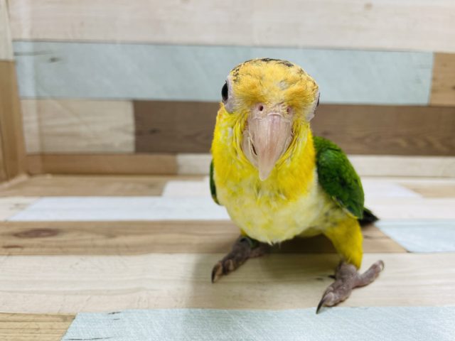 シロハラインコ