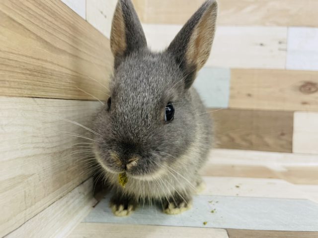 ネザーランドドワーフ