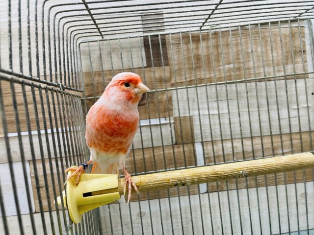 赤カナリア