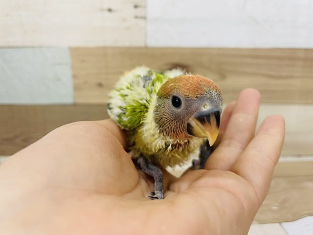 コザクラインコ（小桜インコ）