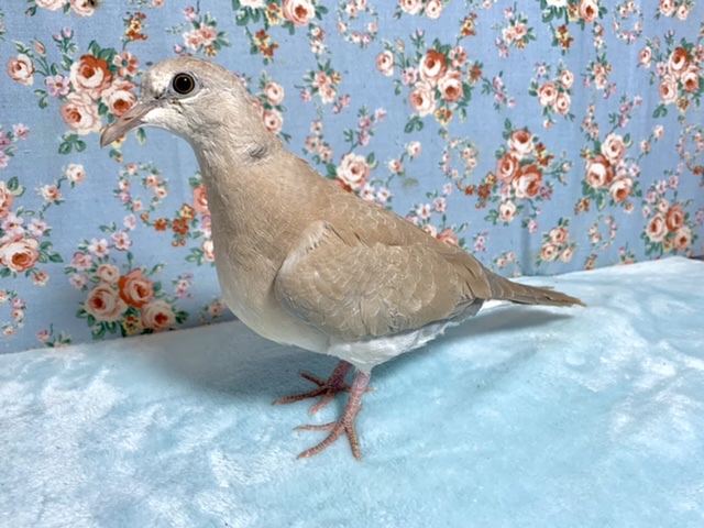 ジュズカケバト