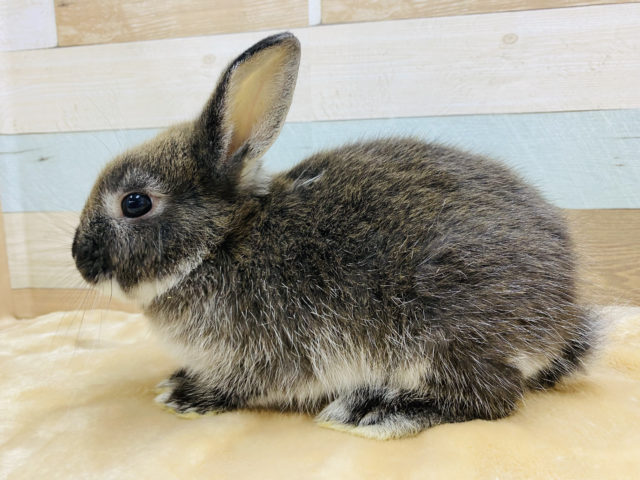 ネザーランドドワーフ