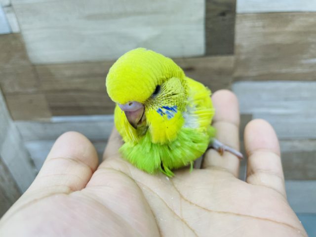 超ホヤホヤ最新画像♪手に乗ってきて降りない!?ジャンボセキセイインコヒナのスパングルカラー! ジャンボセキセイインコ