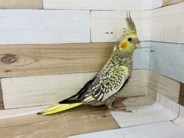 オカメインコ