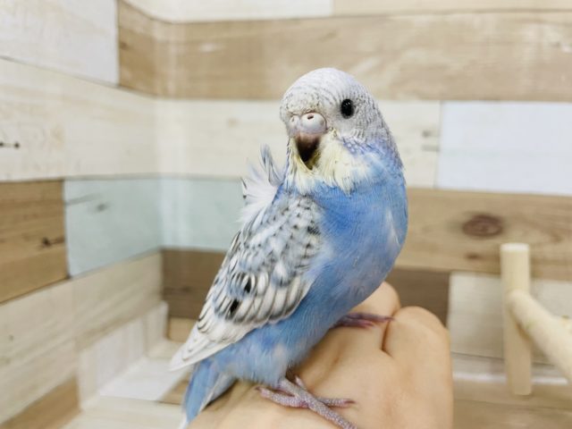 羽衣セキセイインコ