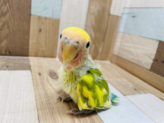 コザクラインコ（小桜インコ）