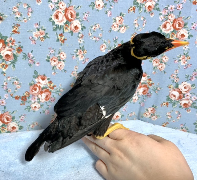 九官鳥（キュウカンチョウ）