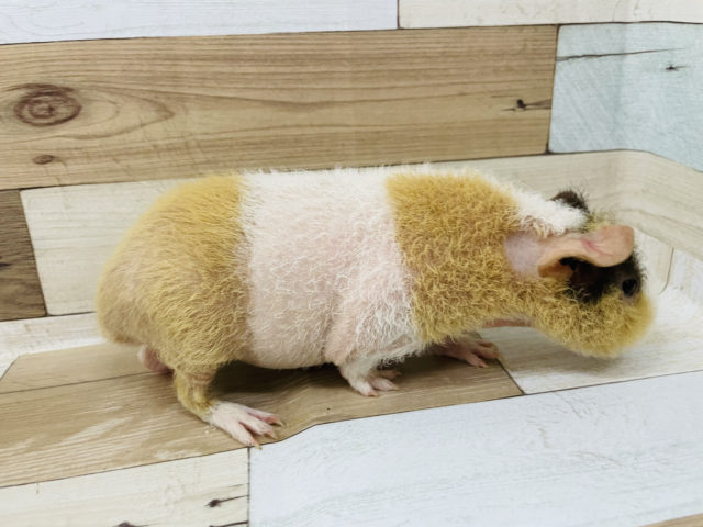 ウェアウルフ（スキニーギニアピッグ）