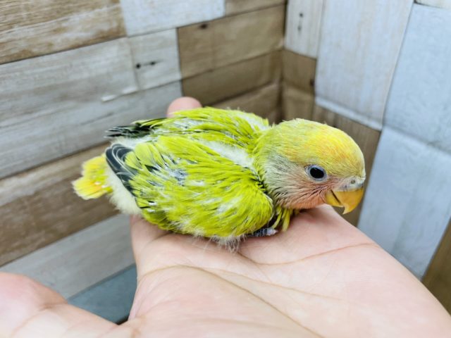 コザクラインコ（小桜インコ）