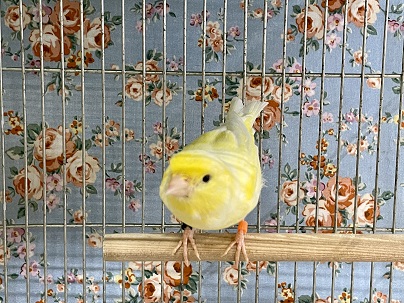 レモンカナリア