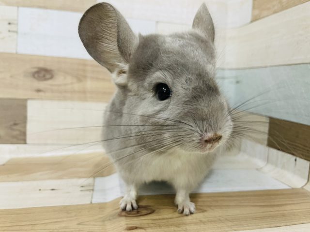 チンチラ
