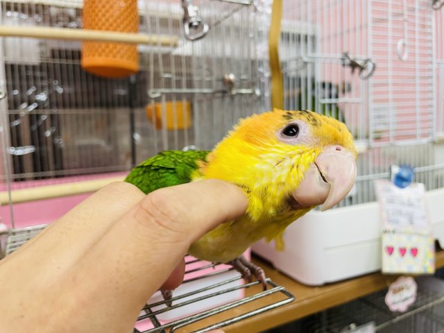 シロハラインコ