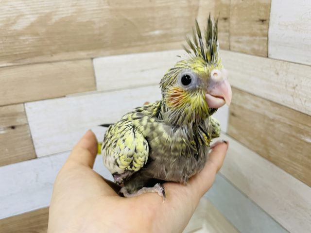 オカメインコ