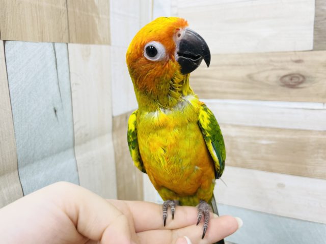 コガネメキシコインコ