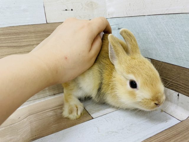 ネザーランドドワーフ