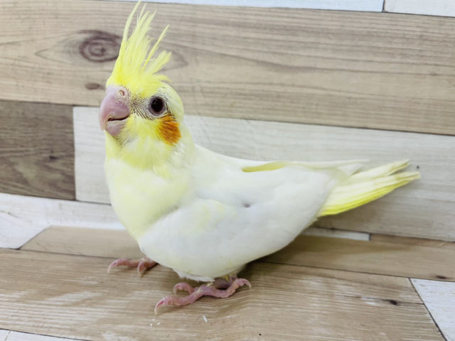 オカメインコ