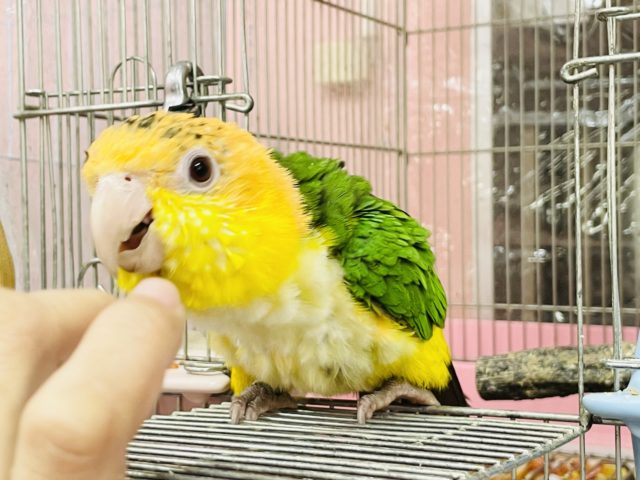 シロハラインコ
