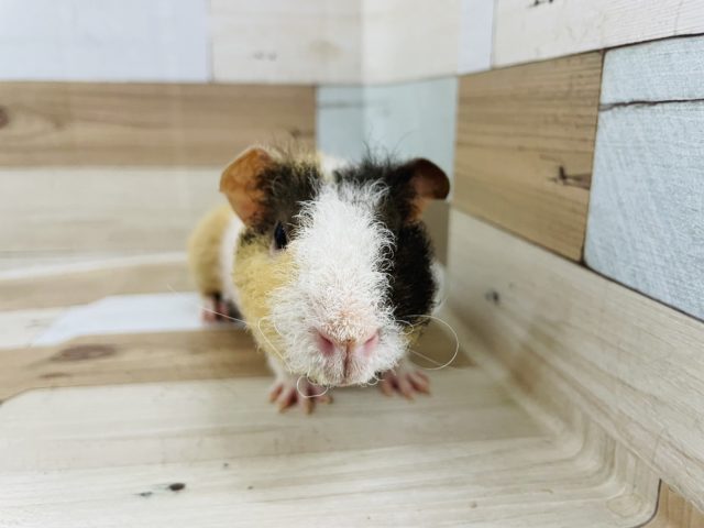 ウェアウルフ（スキニーギニアピッグ）