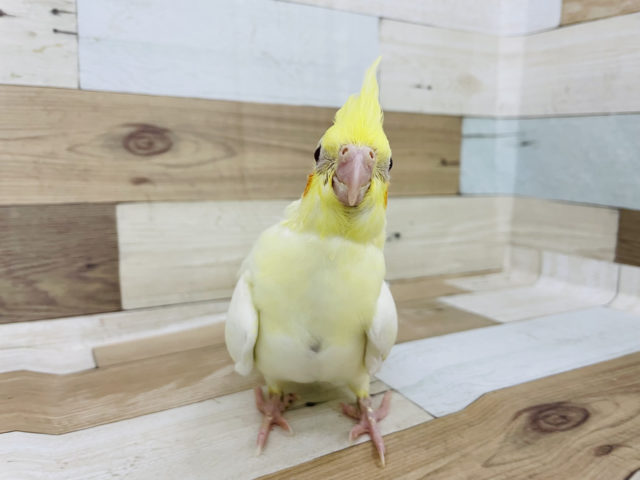 オカメインコ
