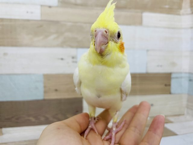 オカメインコ