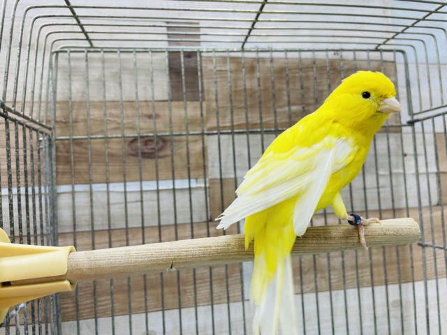 レモンカナリア